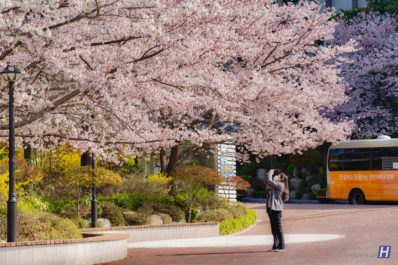 ▲ 분홍빛으로 물든 벚꽃 나무 아래에서 사진을 찍고 있다.
