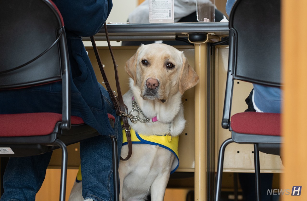 ▲根据残疾人福利法，在没有正当理由的情况下，任何个人或组织不得拒绝导盲犬出入大众交通及多人聚集的公共场所