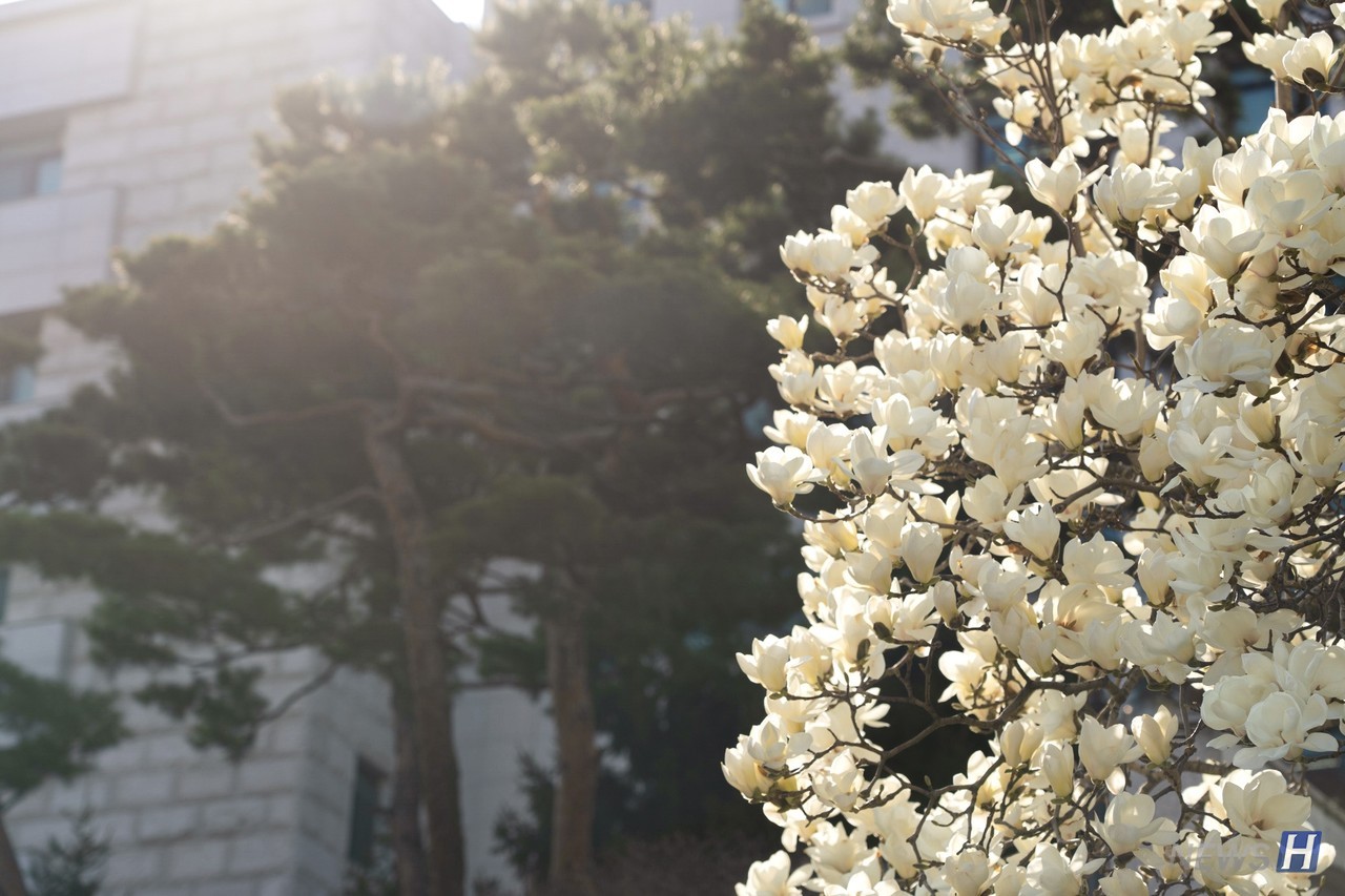▲新材料工程系馆旁边的木兰树：被阳光照耀着的木兰散发出惊艳耀眼的光芒