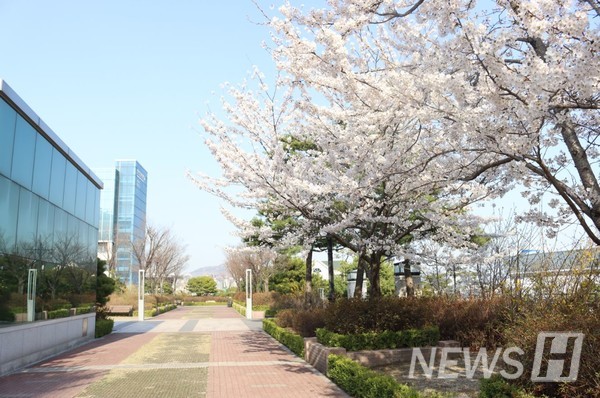 ​▲ 경영대학 앞 행원파크에 예쁘게 피어난 벚꽃 ⓒ 백지현 기자