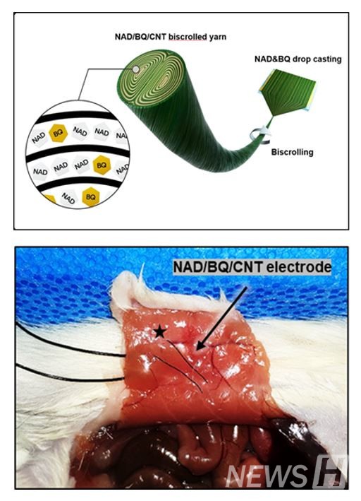 위 사진: NAD 생체분자를 포함하고 있는 탄소나노튜브 섬유의 구조적 그림 아래 사진 : NAD 슈퍼커패시터 섬유를 생쥐의 복부 안쪽에 부착한 모습. (외부 전해질 없이 생체 내 전해질을 이용해 에너지 저장이 가능하다.)