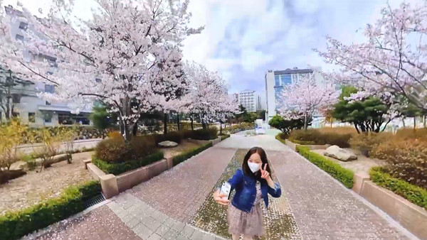 길 양옆으로 벚꽃이 만개한 모습  (ⓒ더탑 토토사이트 공식 유튜브)