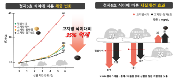 '청자5호' 비만 및 대사증후군 예방 효과 (ⓒ 농촌진흥청)
