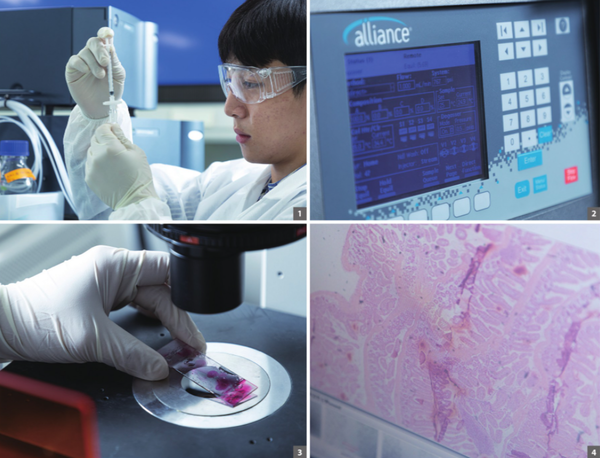 ▲ 1. 합성된 약물을 HPLC 분석장비에 넣기 위한 준비과정./ 2. HPLC 분석기기 화면. 합성된 약물이나 약물을 실험동물에 경구 투여한 후 일정 시간마다 채혈해 준비한 시료를 분석한다./ 3. 합성된 약물을 뇌종양 동물 모델에 일정한 간격으로 경구 투여한 후, 희생된 실험동물의 뇌조직 절편을 현미경으로 관찰하는 모습./ 4. 현미경으로 촬영한 실험동물의 뇌조직 절편.