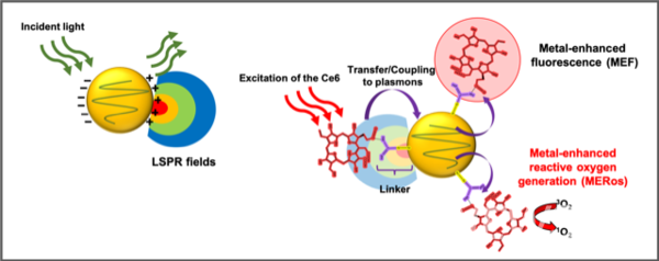 A mimetic diagram of "high-efficiency brain tumor photodynamic therapy based on Metal-enhanced ROS generation(MERos)"
