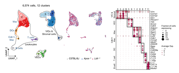 Figure 1. Results of single cell transcription analysis of mice aortic valve cells