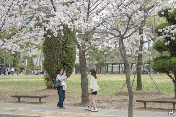 ▲ 벚나무 아래에서 서로 사진을 찍어주고 있는 학생들.