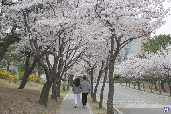 ▲ 벚꽃길을 지나는 캠퍼스 커플, 봄기운을 만끽하고 있다.
