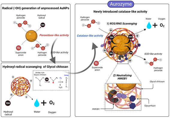 Schematic diagram of Aurozyme illustrating the role of glycol chitosan in converting detrimental peroxidase-like activity to beneficial catalase-like activity, and multiscavenging nanozyme against ROS/RNS and HMGB1. 