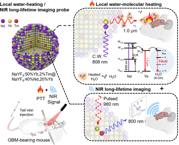 [Image 2] Schematic representation of multifunctional particles for long-lifetime near-infrared imaging and selective heating of water molecules surrounding malignant brain tumors.