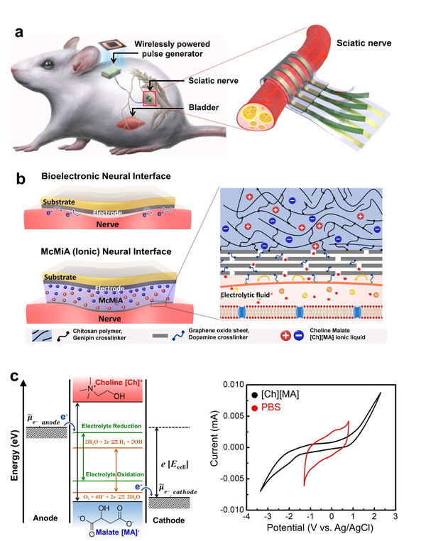 Treatment of Intractable Urination Disorder with an Implantable ...