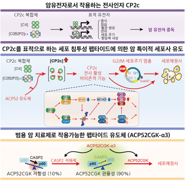 [그림] ACP52C 펩티드에 의해 유도되는 암 특이적 win 토토사이트예정사 모식도