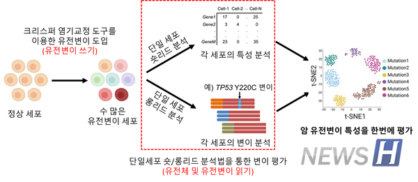 ▲ 유전변이 평가 기술의 모식도. 김 토토사이트 은행 조회서는 크리스퍼 유전자 가위와 단일 세포 분석, 롱리드 시퀀싱 등의 기술을 통해 암 유전변이 특성을 한꺼번에 평가할 수 있도록 했다. ⓒ 김헌석 토토사이트 은행 조회서