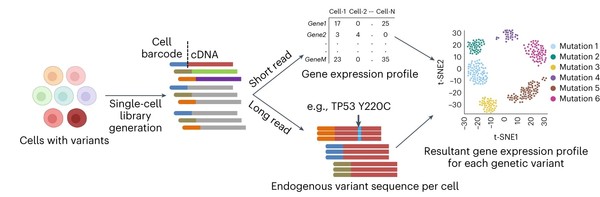 ▲ Schematic Diagram of Genetic Variant Assessment Technology. Professor Kim facilitated the comprehensive evaluation of cancer mutations by employing technologies such as CRISPR, single-cell analysis, and long-read sequencing. ⓒ Professor Heon-Seok Kim