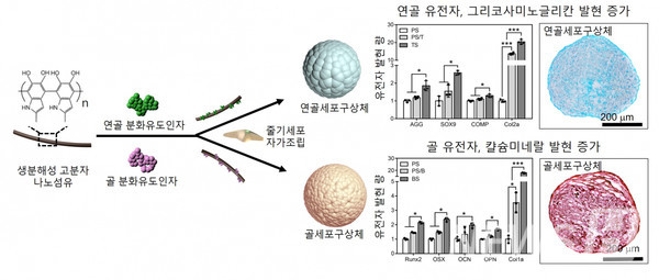 ▲ 뼈와 연골이 동시 재생되도록 하는 기술은 안정성 측면에서 그 우수함이 드러난다. 구조적으로 다른 뼈와 연골을 동시 재생되는 독자적인 기술은 그 우수성을 인정받았다. ⓒ 신흥수 바카라 에볼루션