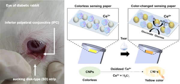 Prof. Lee Dong-yoon Develops a Blood Sugar Measuring Sensor Using ...