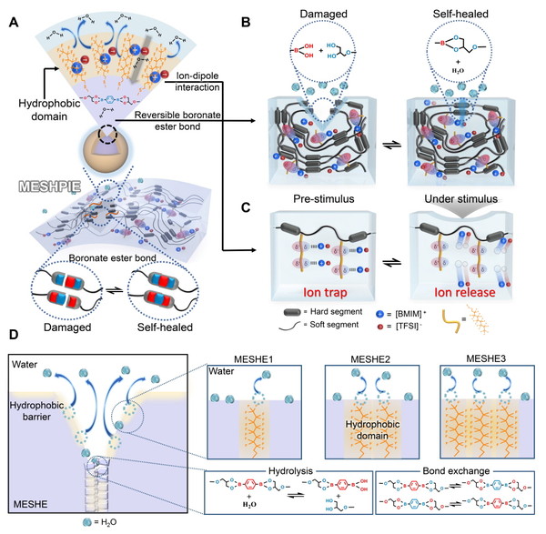 [Figure 1] (A) Conceptual diagram of piezoelectric ionic elastomers capable of ultrafast self-healing in molecular engineering-based 토토사이트 롤링 environments (B) Conceptual diagram of a fast self-healing mechanism in an 토토사이트 롤링 environment based on boronate ester bonds and hydrophobic groups (C) Detection mechanism of mechanical stimulation based on ion confinement and emission effects (D) Conceptual diagram of the dynamic hydrophobic-hydrolyzed domain