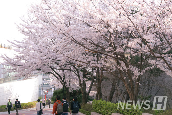 ▲ 학생들이 만개한 벚나무 아래로 걸어가고 있다.