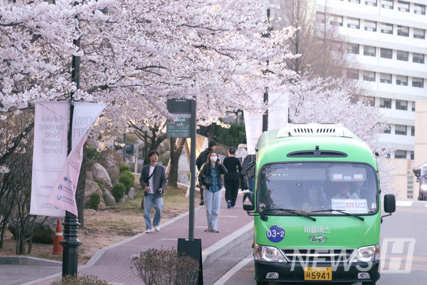 ▲ 마을버스가 늘어선 벚나무들을 지나가고 있다.