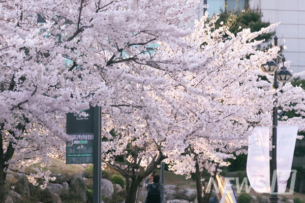 ▲ 버스정류장에 핀 카지노 슬롯 머신 하는 법을 보며 봄을 느끼는 행인.