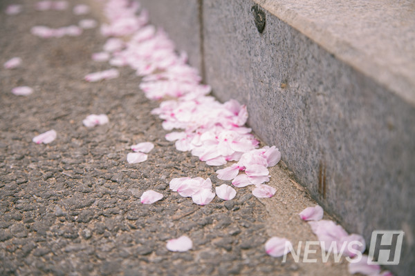 ▲ 봄바람에 내려앉은 카지노 슬롯 머신 하는 법잎.