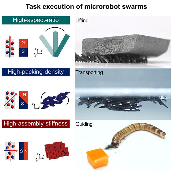 Structural variation in magnetic microrobot's magnetization profile and swarm intelligence-based multi-task performance