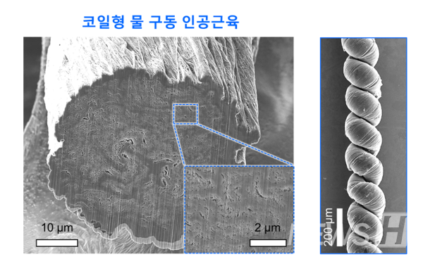 ▲ 양쪽성 고분자 물질이 주입된 물 구동 인공근육의 모습. © 최창순 토토사이트 롤링