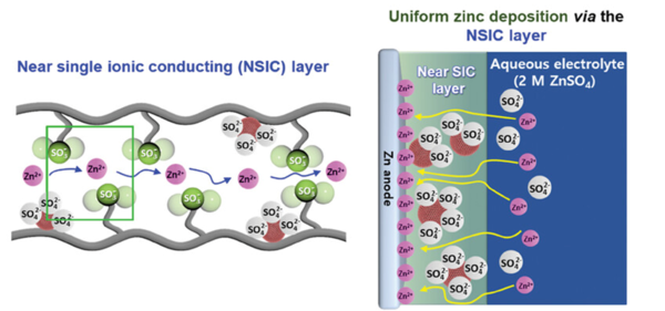 Schematic of the functional polymer protective layer that selectively allows 토토사이트 메인 디자인-ion transport.