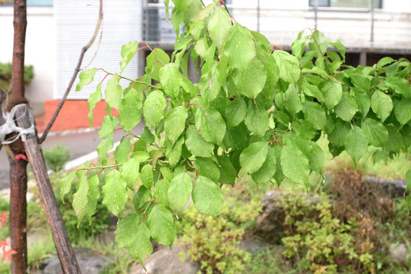 ▲ The summer monsoon brings a welcome drink to thirsty plants.