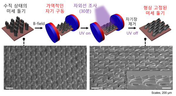 자기장과 빛을 이용한 인공 상어비늘 제작 모식도 및 현미경 이미지