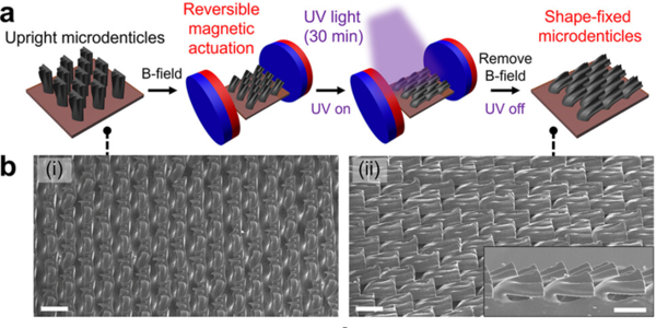 Illustration and microscope image of magnetically actuated, light-fixed shark skin-inspired structures