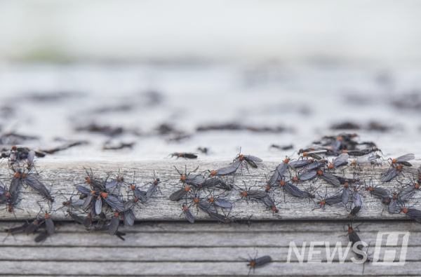 ▲ 最近以仁川和首都圈为中心大量出现的“토토사이트 라이타”（红背绒毛蝇）。它们占据了汽车散热器、建筑外墙、窗缝，不仅带来生活不便，还引发了围绕防治与生态保护的社会争论。© Getty Images