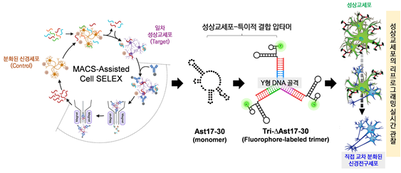 성상교세포 특이 결합 압타머 발굴 및 Y자형 3가 구조체 개발을 통한 세포 리프로그래밍 실시간 모니터링 모식도