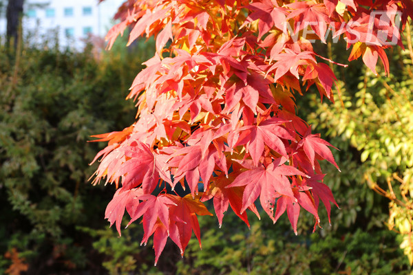 ▲ 붉게 물든 단풍잎들.