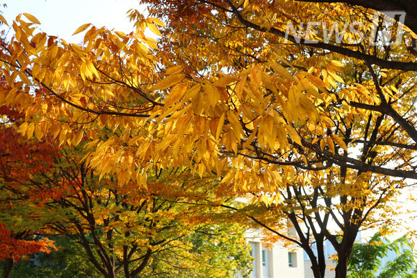 ▲ 황금빛 단풍잎이 바람에 흔들리며 가을 분위기를 더한다.