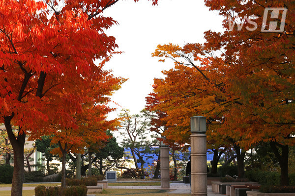 ▲ 백남학술정보관 앞 나무들이 단풍으로 물들며 캠퍼스에 가을을 알린다.