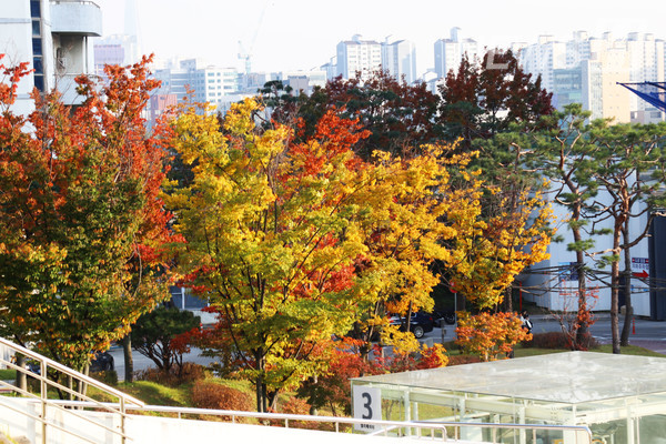 ▲ 대운동장 옆 나무들이 눈길을 사로잡는다. 공부도 잠시, 단풍과 함께 만연한 가을 정취를 느껴보는 건 어떨까?