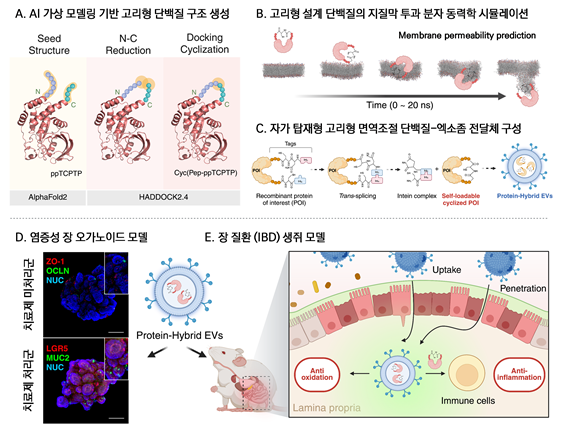 염증성 장질환 (IBD) 치료를 위한 면역 조절 단백질 탑재형 엑소좀 전달체의 기술 개요: A. 치료용 면역 조절 단백질 (ppTCPTP)의 고리형 구조 생성을 위한 AI 기반 가상 설계 과정. B. 설계된 단백질의 막투과성 분자 동역학 시뮬레이션 과정. C. 선별된 고안정성·고투과성 단백질을 대량 발현한 뒤, 이를 식물 엑소좀 기반 나노 전달체에 자가 탑재하는 과정. D. 면역 조절 단백질이 탑재된 엑소좀 전달체를 염증성 장 오가노이드 모델을 활용하여 치료 효능 및 안전성을 검증하는 과정. E. IBD 모델 생쥐에 경구 투여된 치료제를 장내로 전달하여 염증 부위의 면역 반응을 억제하는 과정