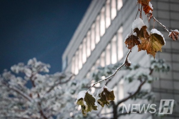 ▲ 在尚未完全凋落的枫叶之上，雪花也静静地停留着。