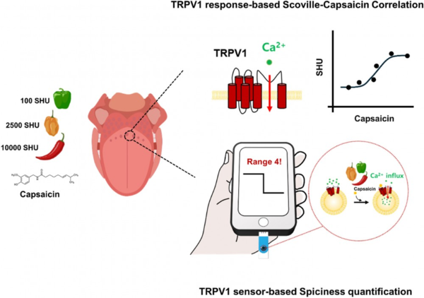 Scheme of TRPV1-based 한글지원 해와 토토사이트 quantification
