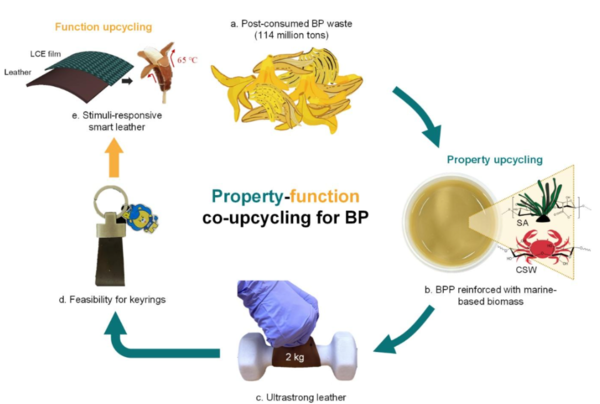 ▲바나나껍질 폐기물의 해양 유래 바이오매스 토토사이트 무료포인트 환전와 복합화를 통한 “물성-기능 동시 업사이클링” 개요도