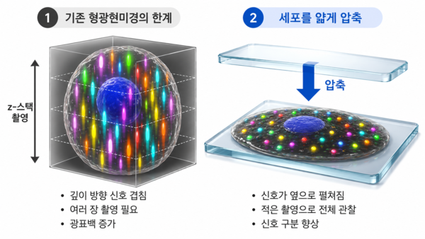 세포 얇게 눌렀더니 백혈병 신호 더 잘 보였다 …한양대 최성용 교수팀, 새로운 분석법 개발